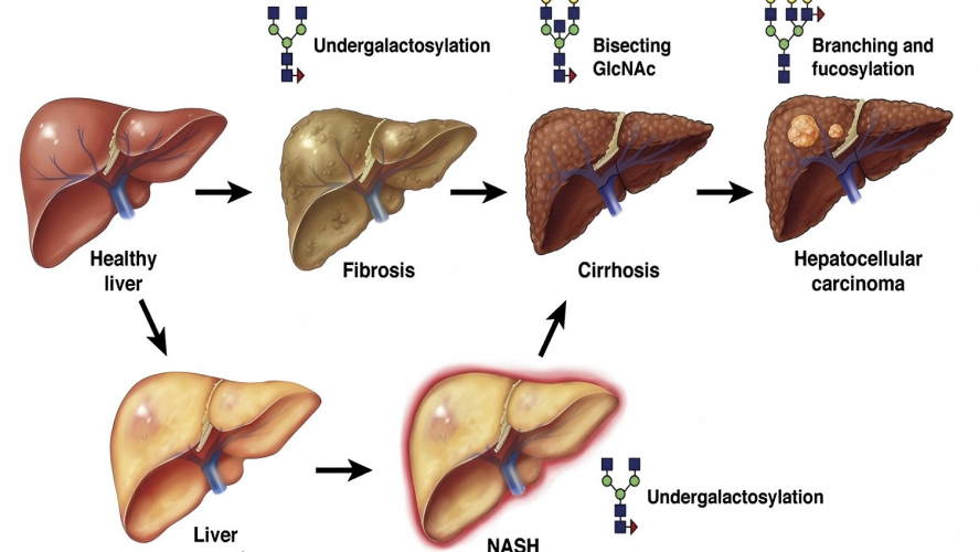 糖组学：解读生命的“甜蜜密码”
